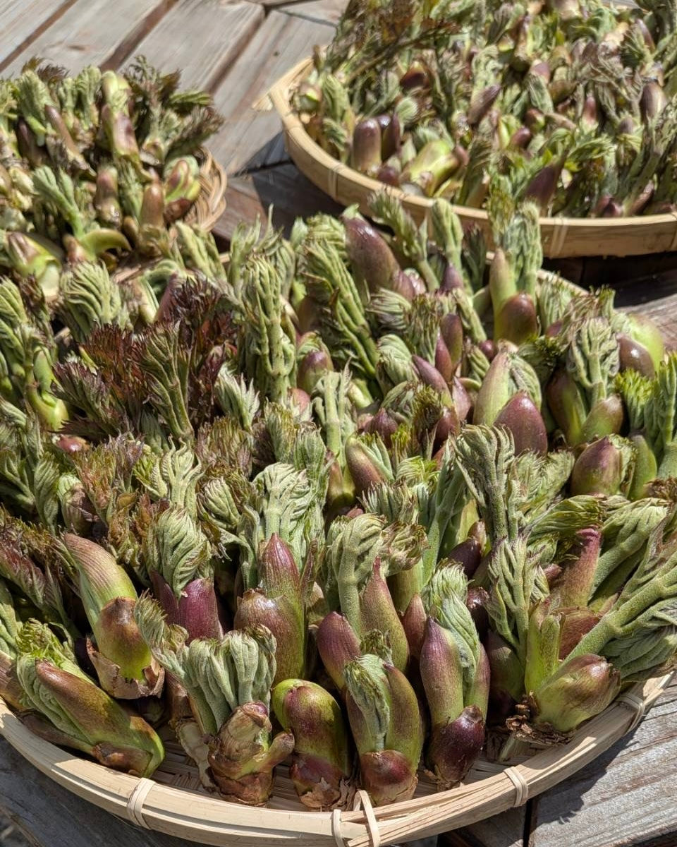 【4-5月限定】天然採れたて山菜1kgセット